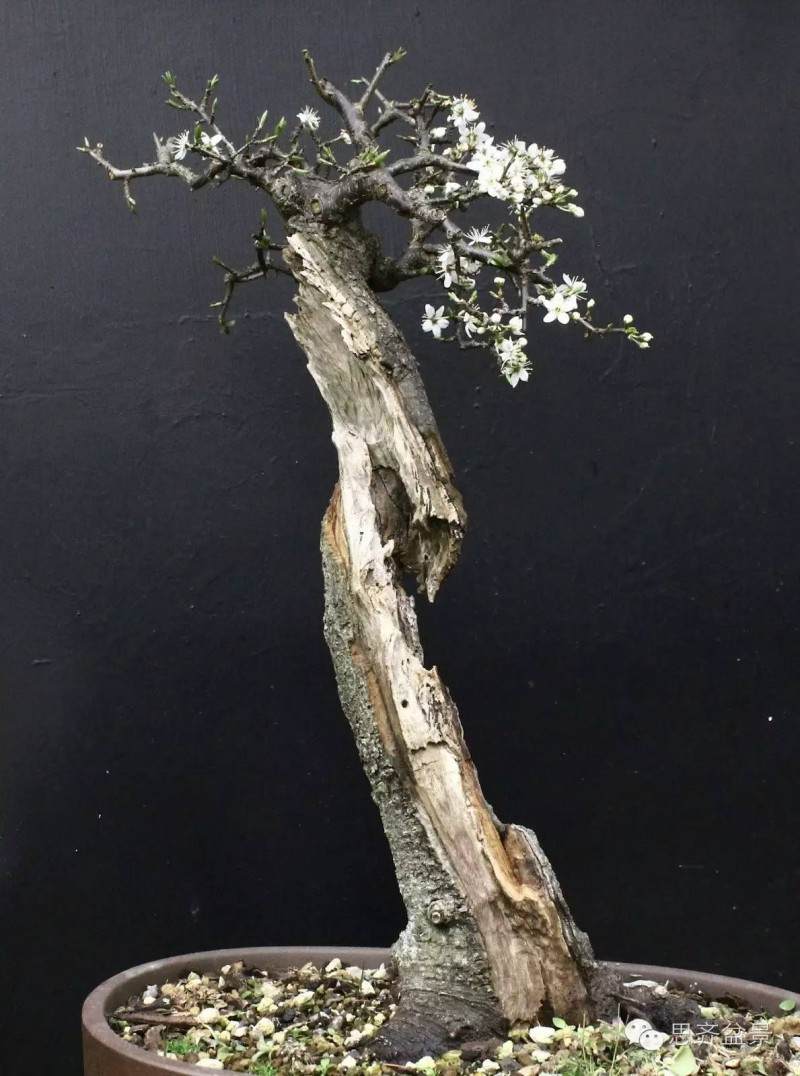 盆景直杆素材怎么设计的方法