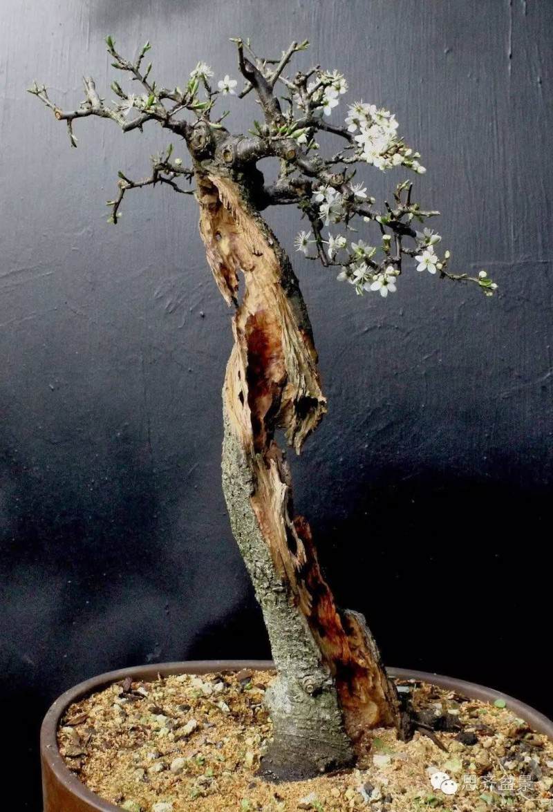 盆景直杆素材怎么设计的方法