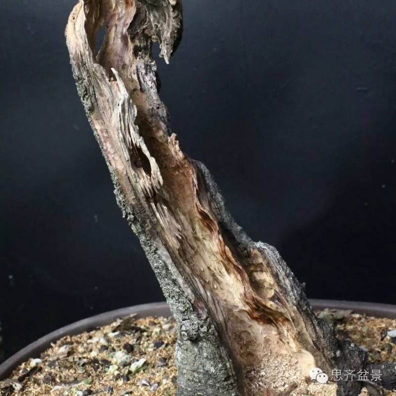 盆景直杆素材怎么设计的方法