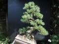 图解 一颗白松盆景怎么改做的方法