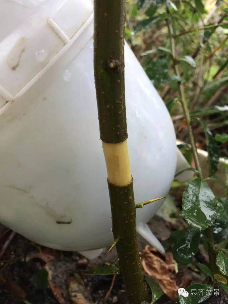 盆景学堂 | 高空压条很简单