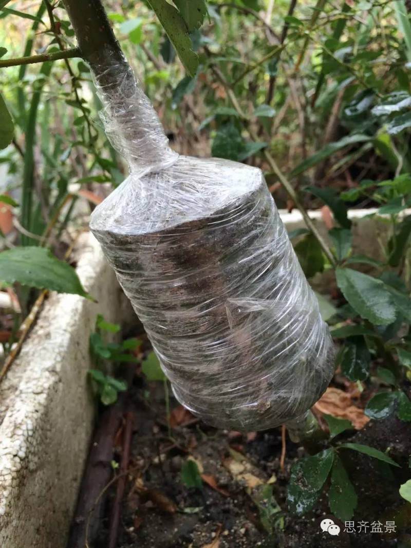 图解 盆景怎么用生根粉来高空压条