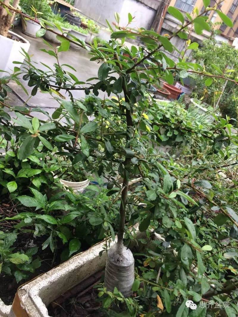 图解 盆景怎么用生根粉来高空压条