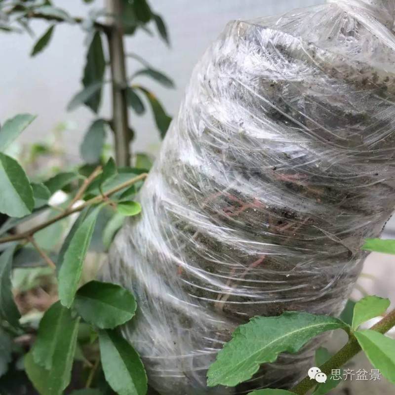 图解 盆景怎么用生根粉来高空压条