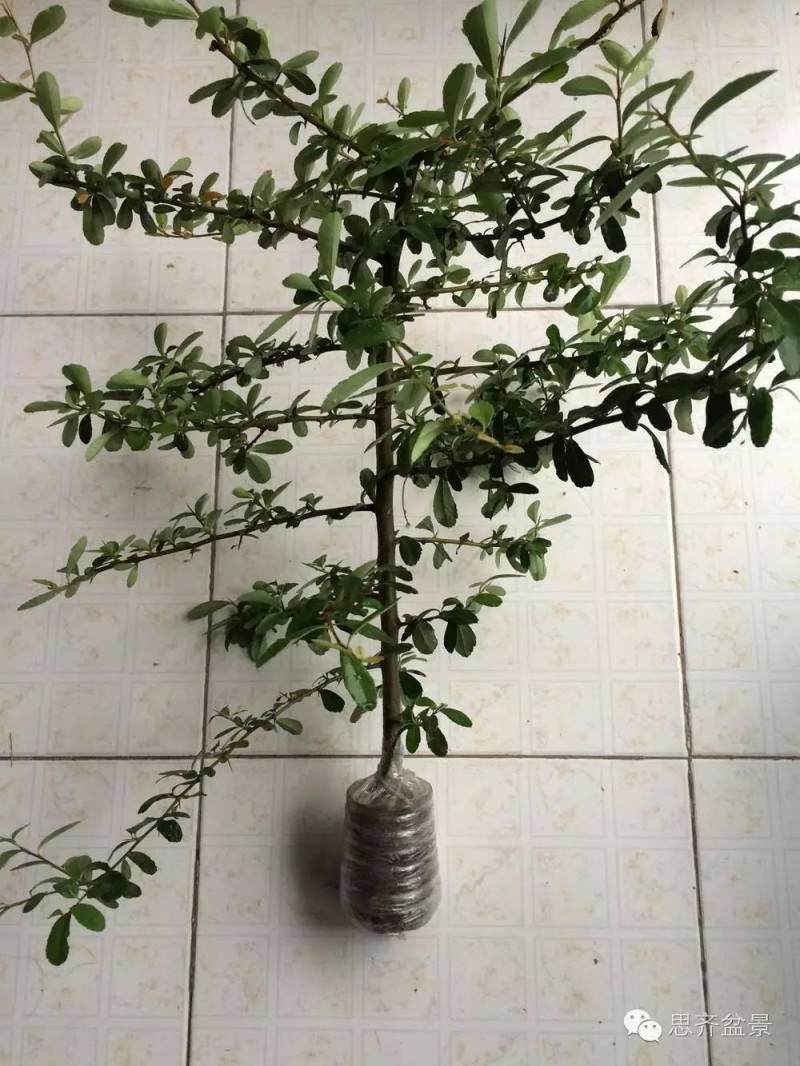 图解 盆景怎么用生根粉来高空压条