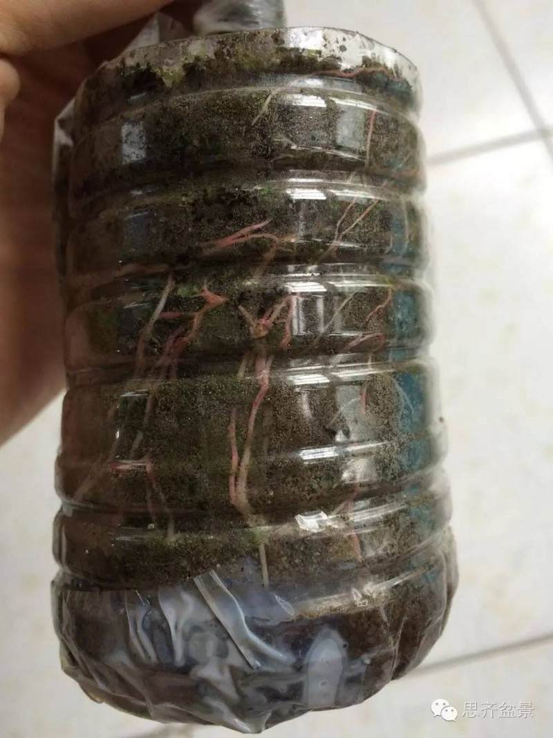 图解 盆景怎么用生根粉来高空压条