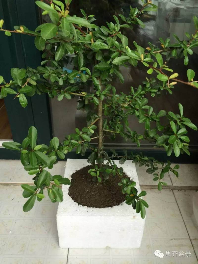 图解 盆景怎么用生根粉来高空压条