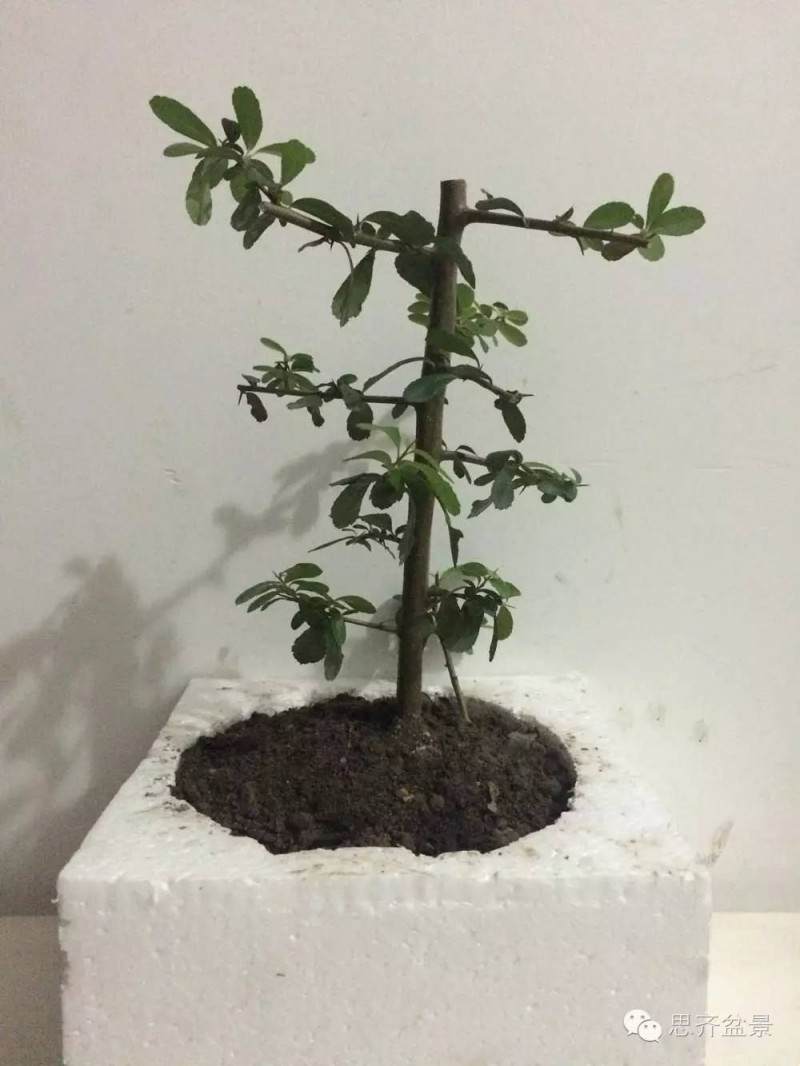 图解 盆景怎么用生根粉来高空压条