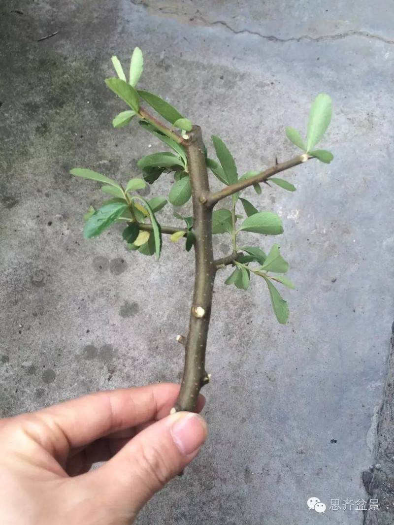 图解 盆景怎么用生根粉来高空压条