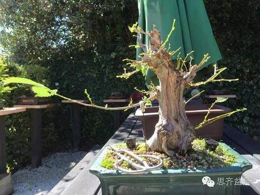 盆景学堂 | 浅谈牺牲枝的运用