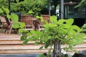 图解 浅谈盆景牺牲枝怎么运用的方法