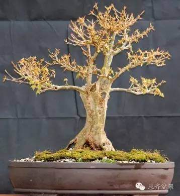 图解 浅谈盆景牺牲枝怎么运用的方法
