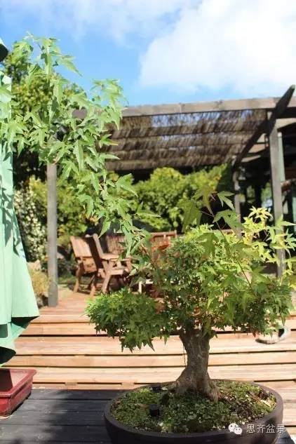 图解 浅谈盆景牺牲枝怎么运用的方法