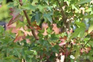 图解 浅谈盆景牺牲枝怎么运用的方法