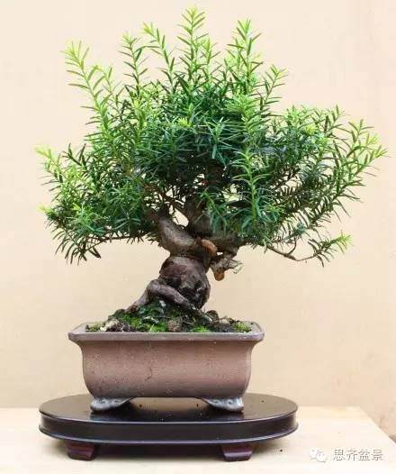 盆景制作 | 小品红豆杉的初次整型