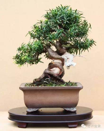图解 小品红豆杉盆景怎么初次整型