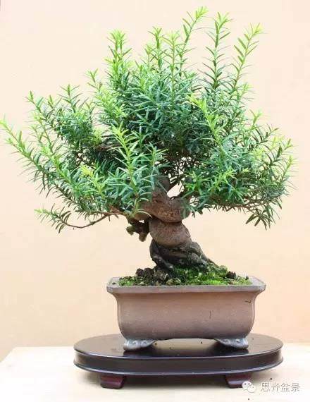 图解 小品红豆杉盆景怎么初次整型