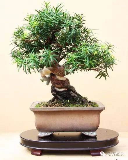 图解 小品红豆杉盆景怎么初次整型