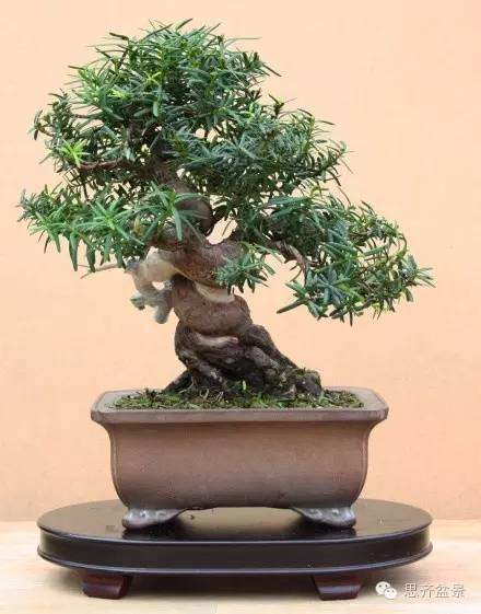 图解 小品红豆杉盆景怎么初次整型