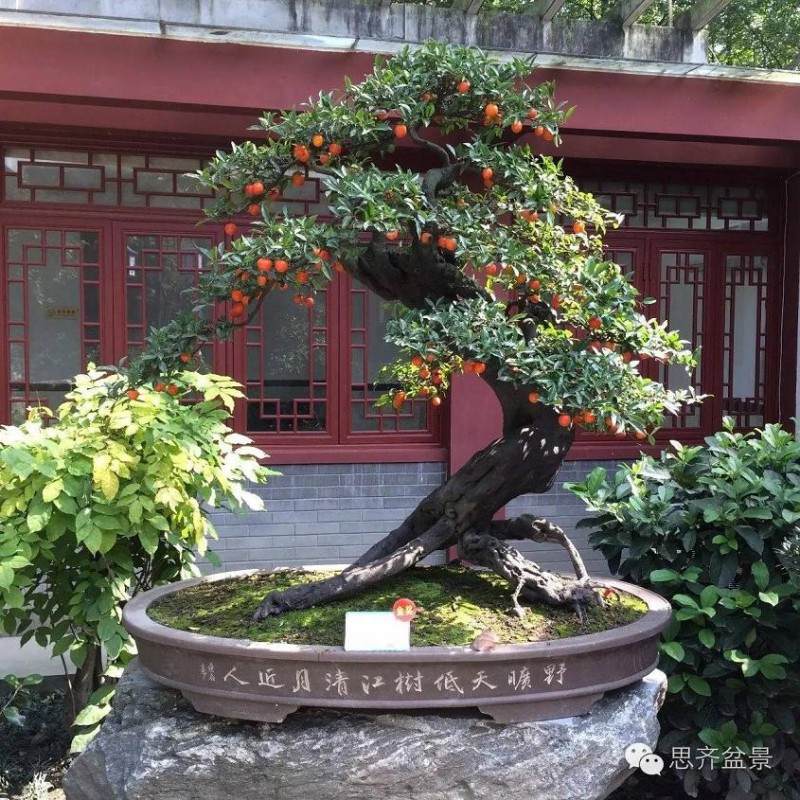 成都市第21届盆景展作品赏析（1）