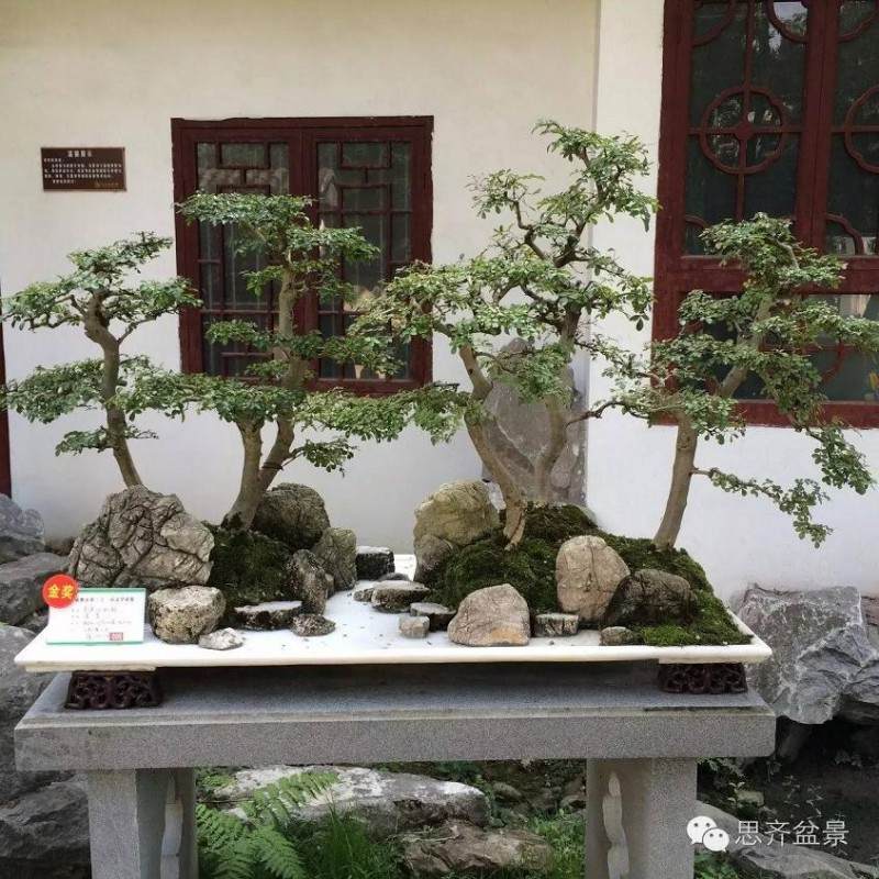 成都市第21届盆景展作品赏析（1）