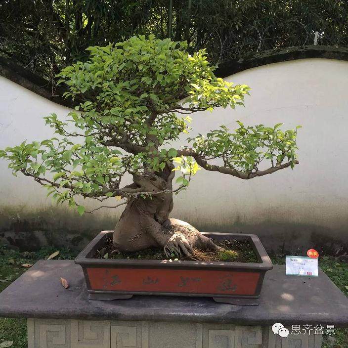 成都市第21届盆景展作品赏析（1）