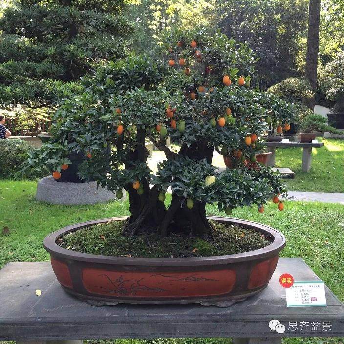 成都市第21届盆景展作品赏析（1）