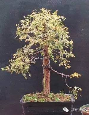 图解  如何快速改善盆景树干的收尖