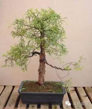 盆景学堂 | 如何快速改善树干的收尖？