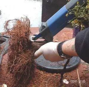 图解  如何快速改善盆景树干的收尖