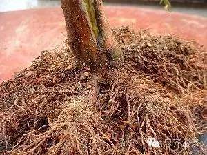 图解  如何快速改善盆景树干的收尖