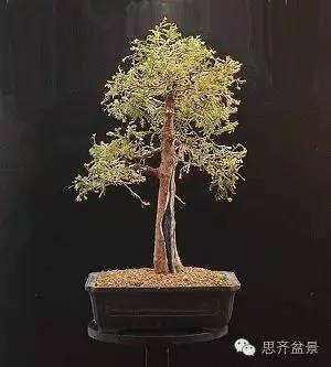 图解  如何快速改善盆景树干的收尖