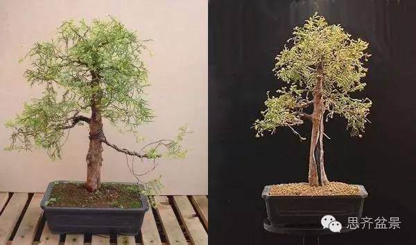 盆景学堂 | 如何快速改善树干的收尖？