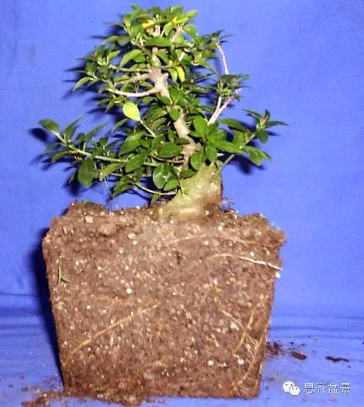 成长日记 | 一颗丑小鸭榕树盆景变身白天鹅