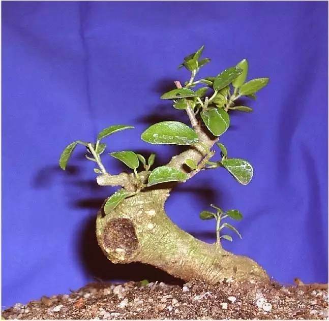 榕树下山桩怎么修剪成盆景的方法