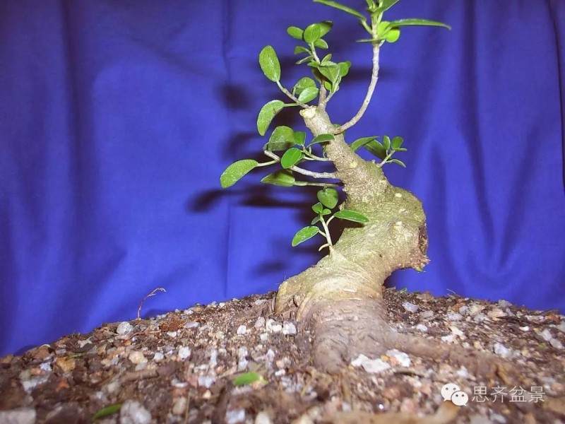榕树下山桩怎么修剪成盆景的方法
