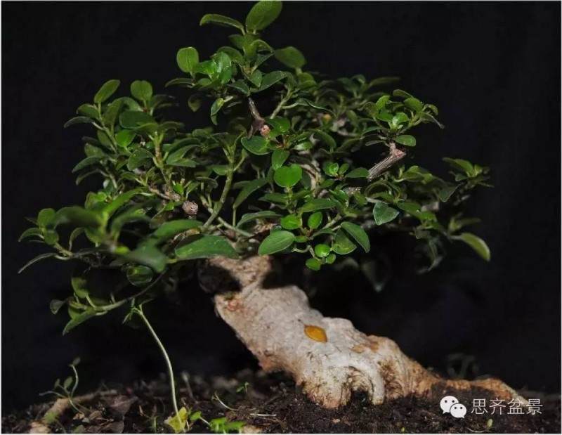 图解 榕树下山桩怎么修剪成盆景的方法