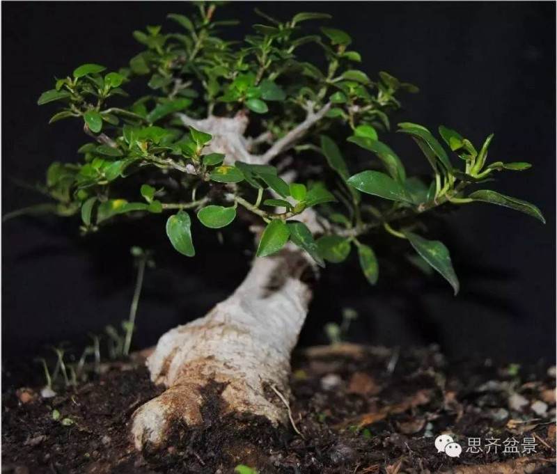 图解 榕树下山桩怎么修剪成盆景的方法