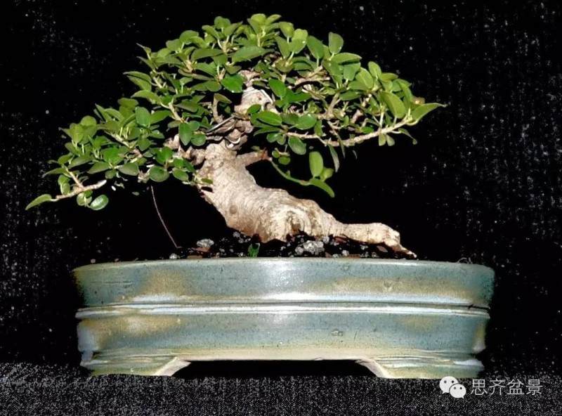 图解 榕树下山桩怎么修剪成盆景的方法