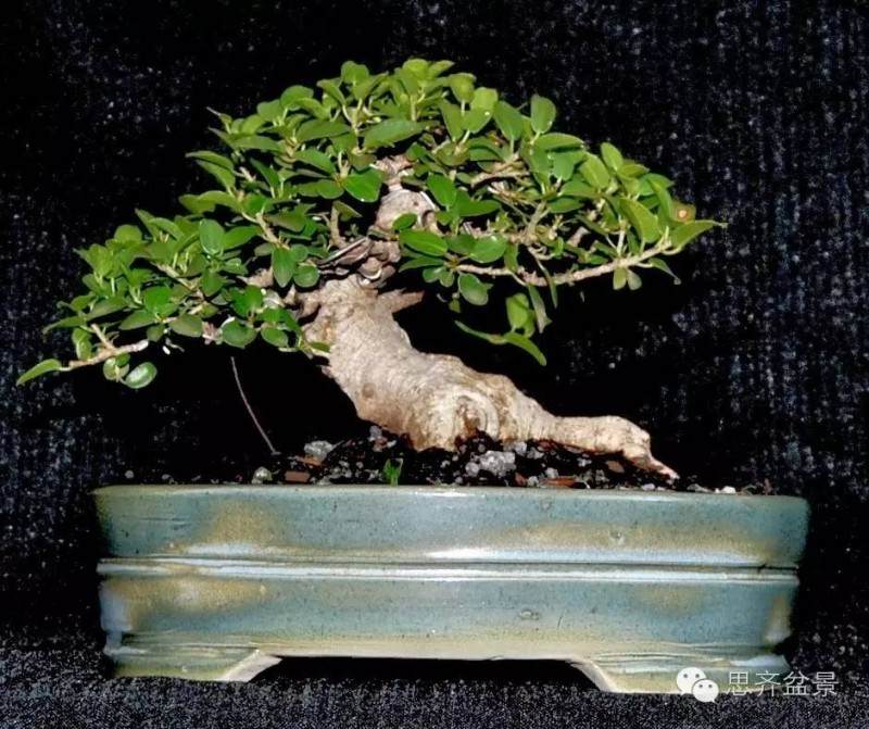 图解 榕树下山桩怎么修剪成盆景的方法