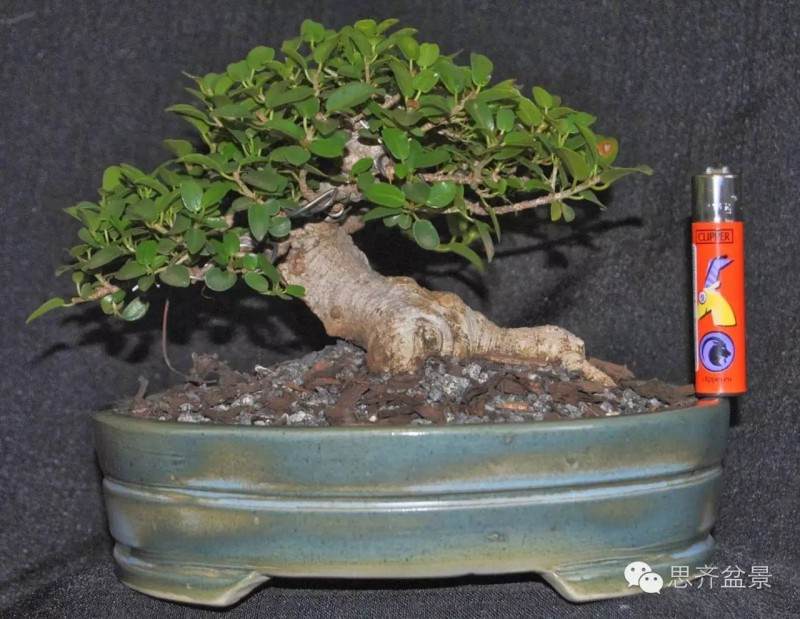 图解 榕树下山桩怎么修剪成盆景的方法
