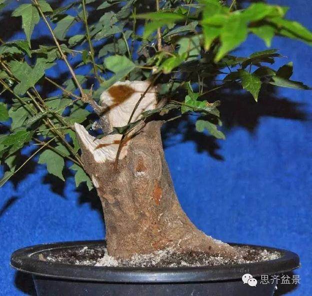 成长日记 | 小矮霸三角枫盆景的培育记录