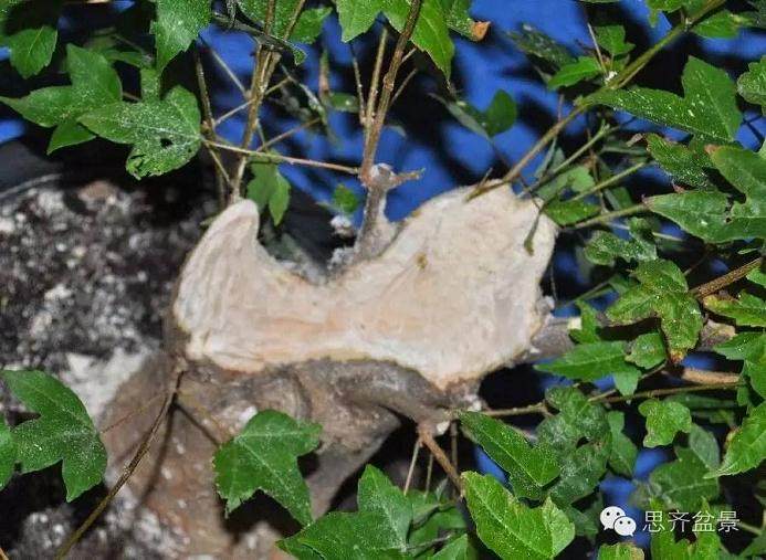 图解 小矮霸三角枫下山桩怎么制作成盆景