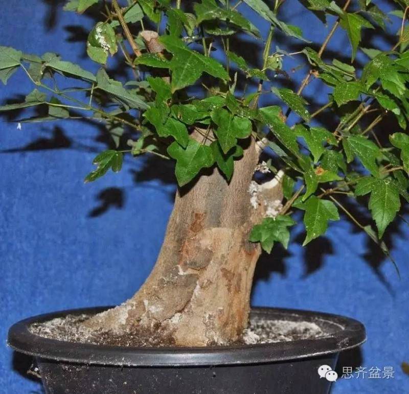 图解 小矮霸三角枫下山桩怎么制作成盆景