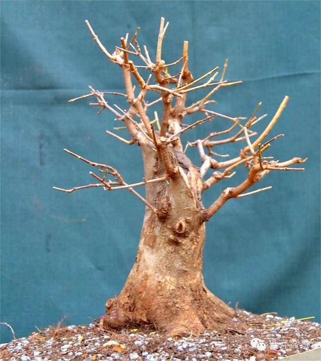 图解 小矮霸三角枫下山桩怎么制作成盆景