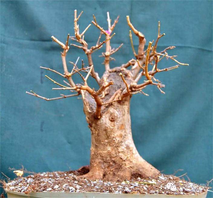 图解 小矮霸三角枫下山桩怎么制作成盆景