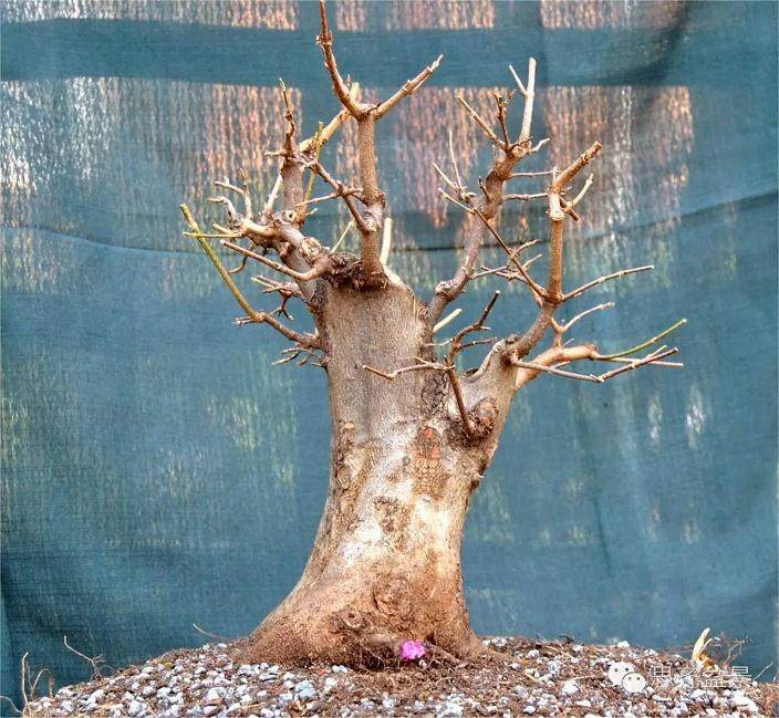 图解 小矮霸三角枫下山桩怎么制作成盆景