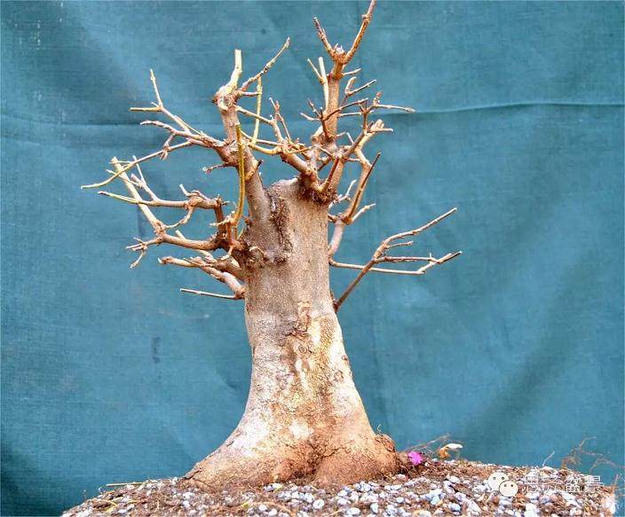 图解 小矮霸三角枫下山桩怎么制作成盆景