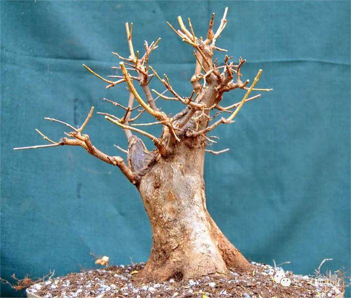 图解 小矮霸三角枫下山桩怎么制作成盆景