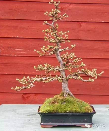 图解 落叶松盆景的11年培育历程